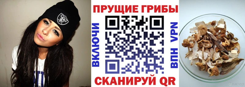 kraken как войти  Малоярославец  Галлюциногенные грибы Magic Shrooms 